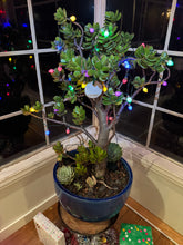 Load image into Gallery viewer, The Chosen Word