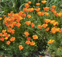 Load image into Gallery viewer, California Poppy Seed Grow Kit