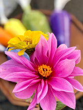Load image into Gallery viewer, Fun with Fall Colors and Florals Cupcake Decorating Class- September 9th
