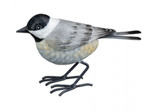 Load image into Gallery viewer, Bird Decor
