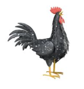 Black Spotted Rooster Decor